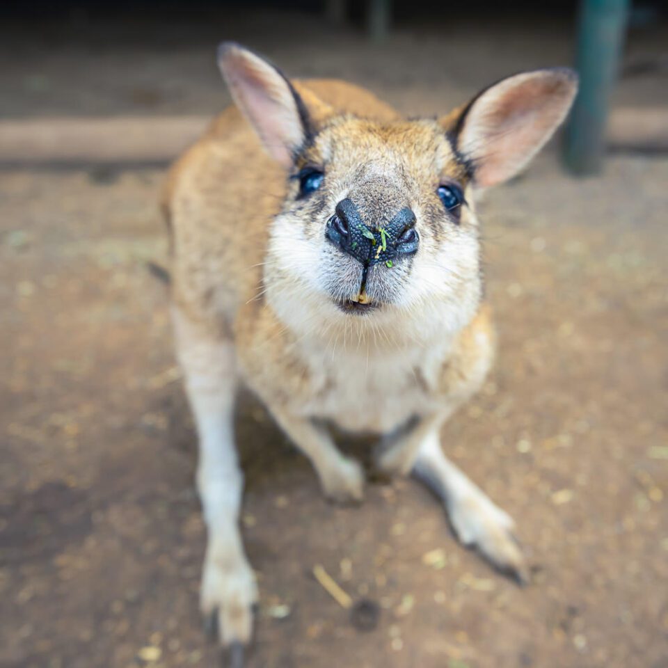 Wallaby at Featherdale Wildlife Park