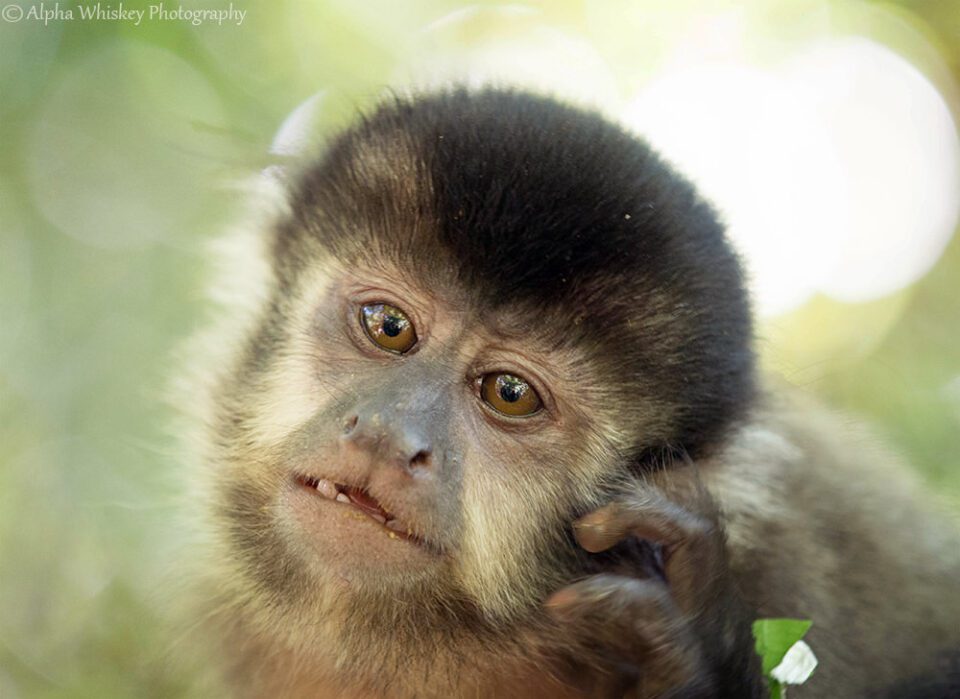 Iguacu Monkey