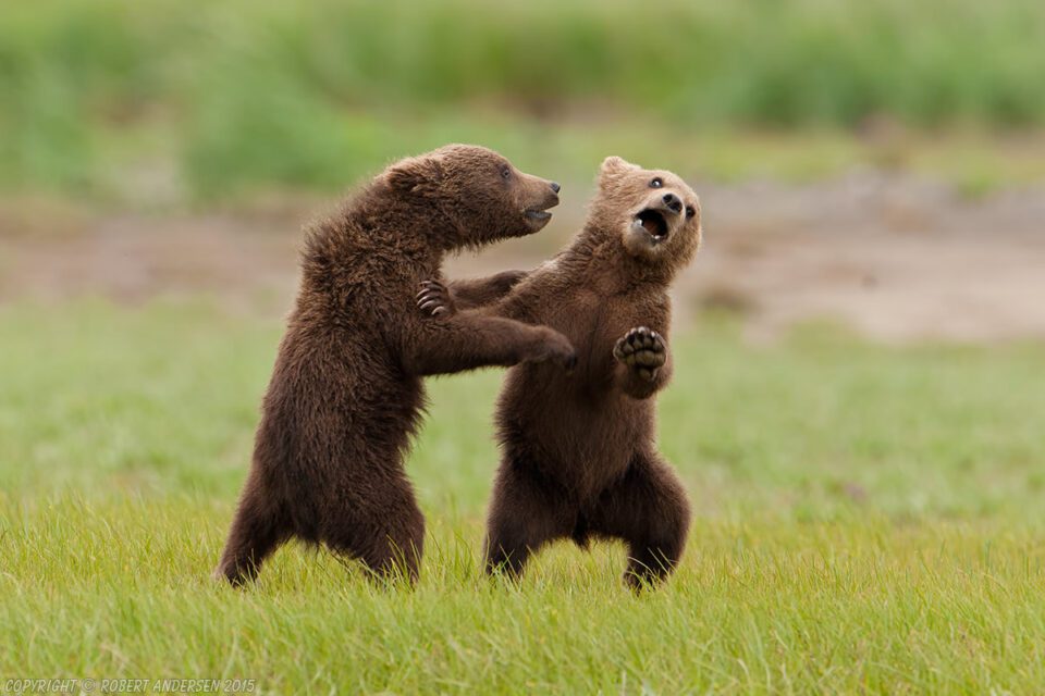 Grizzly Cubs (Brown bear) Katmai National Park