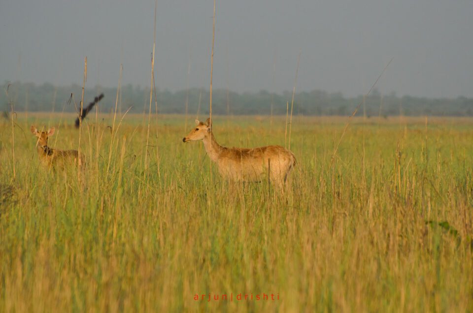 Shuklaphanta Wildlife Reserve #3