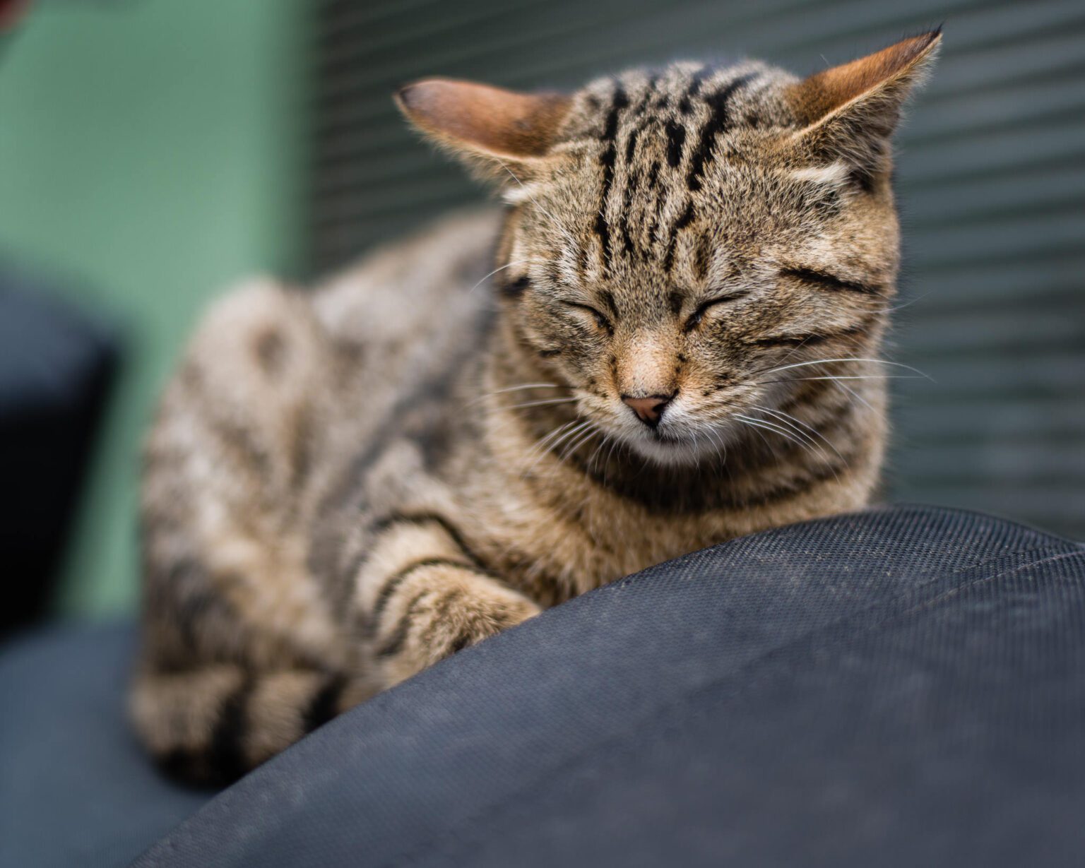 Stray Cats in Turkey Best Photo Spots