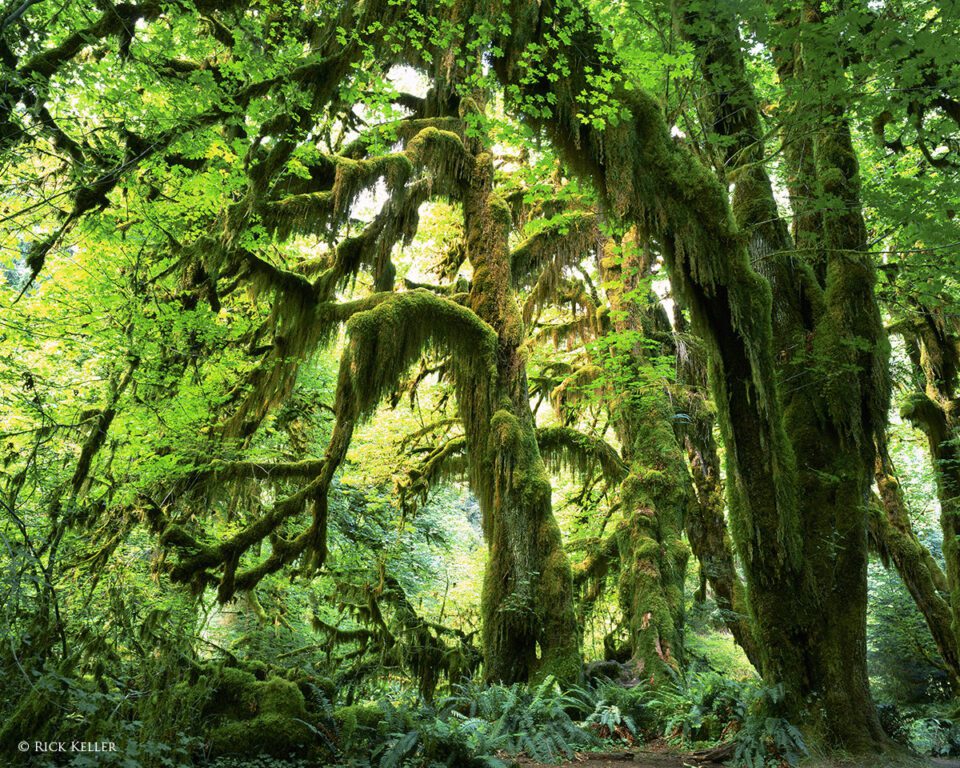 Hoh Rain Forest