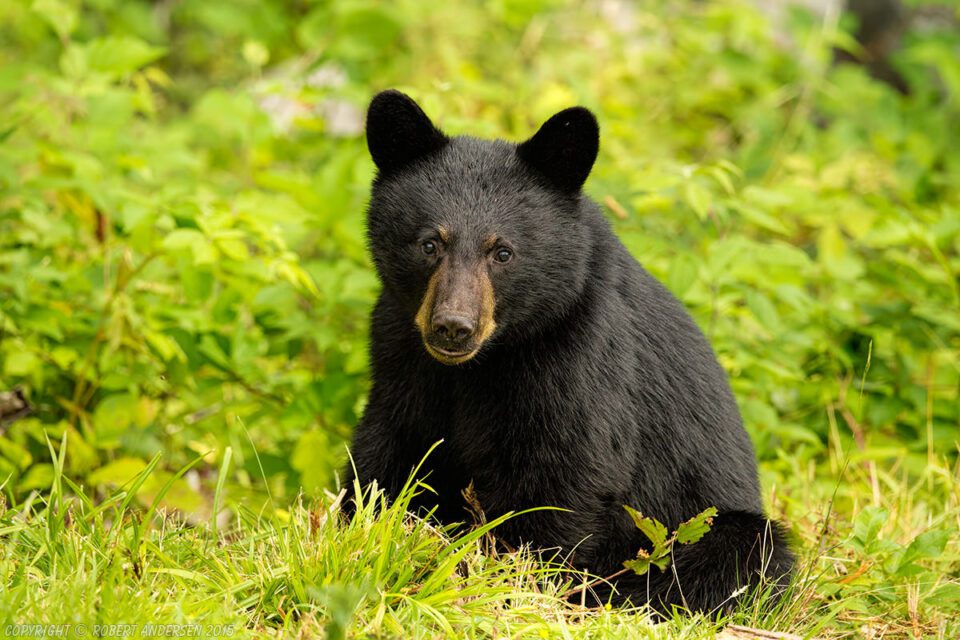 Six Month Old Black Bear Cub Middle of August
