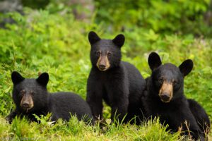 Black Bear with Her Two 6mth Old Cubs