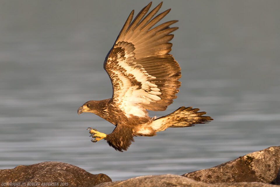 Immature Bald Eagle Perfect Profile