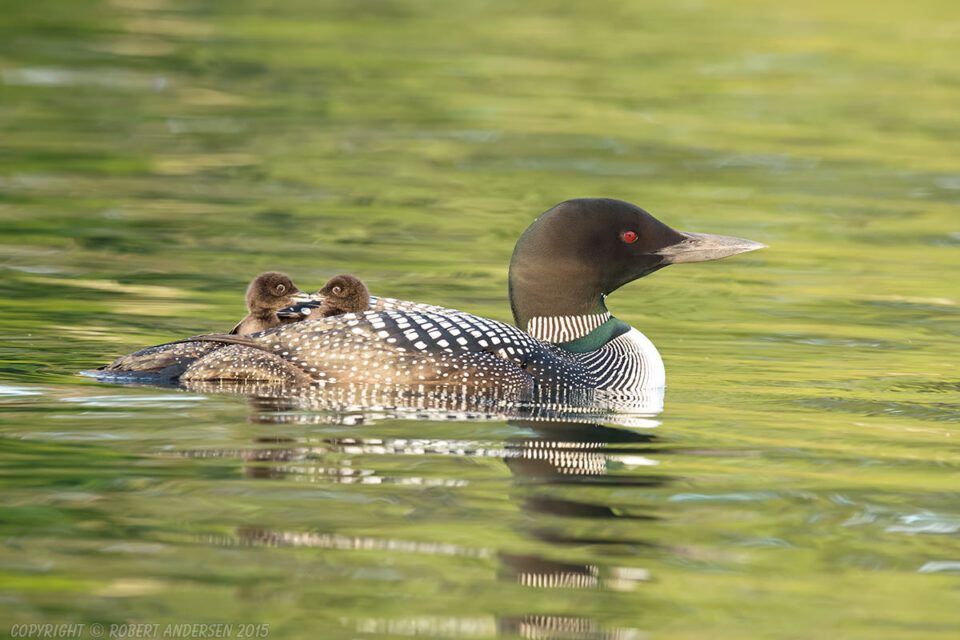 Loon with Chicks in beautiful last evening light