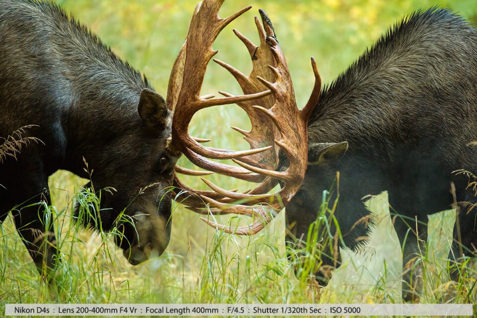 Big Bull Moose Fight Anchorage Alaska
