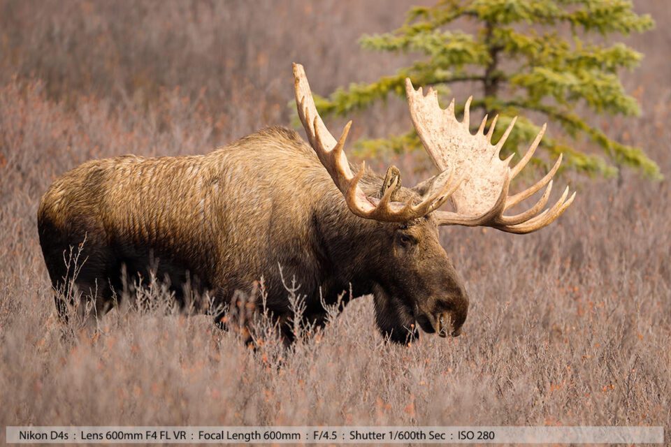Big Bull Moose Denali NP Alaska