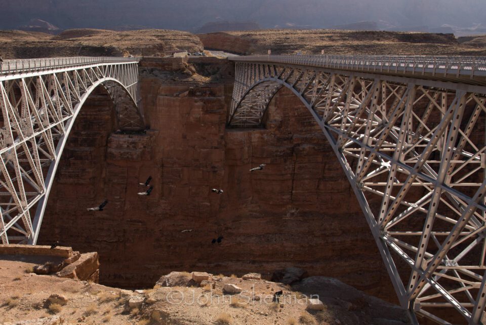 Verm-California-Condor-Navajo-Bridge-2108