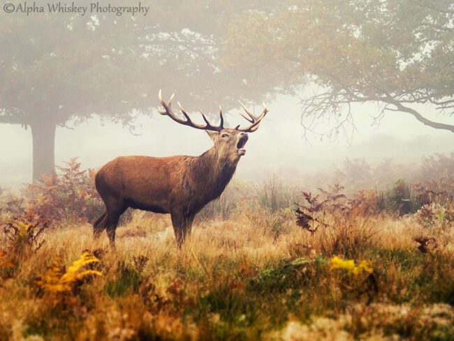 In The Company Of Deer