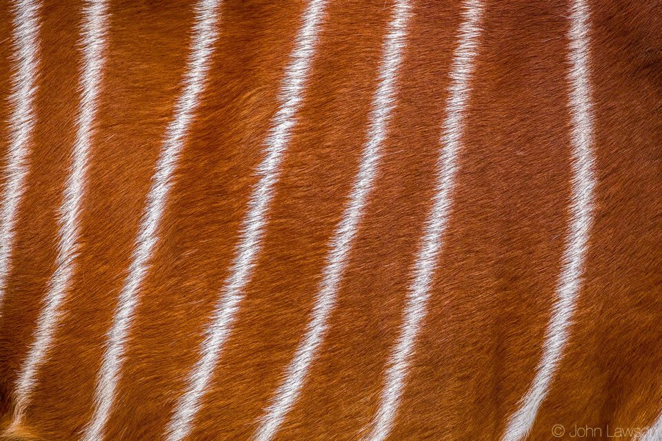 Bongo 2 (C) 600mm f_8 1_200s ISO1600
