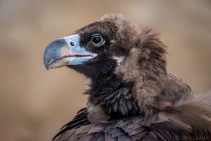 Cinereous Vulture (C) 600mm f_6.3 1_200s ISO1600