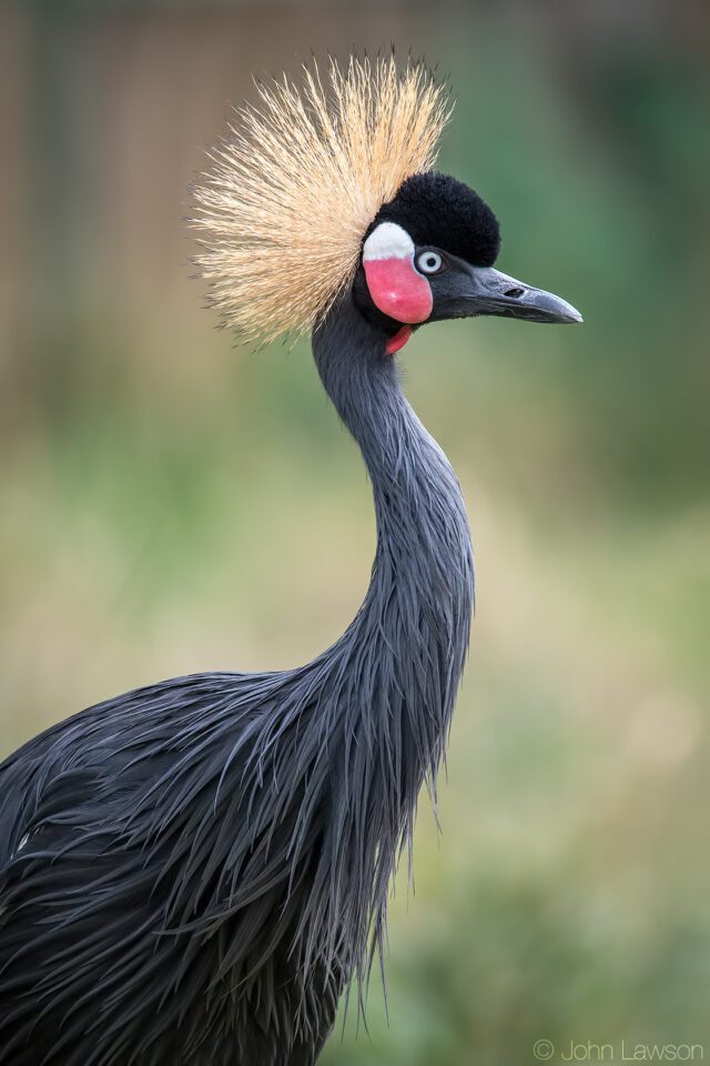 Crowned Crane (C) 600mm f_6.3 1_500s ISO1600