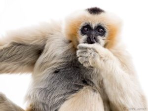 White-cheeked Gibbon (C) 600mm f_6.3 1_250s ISO1600