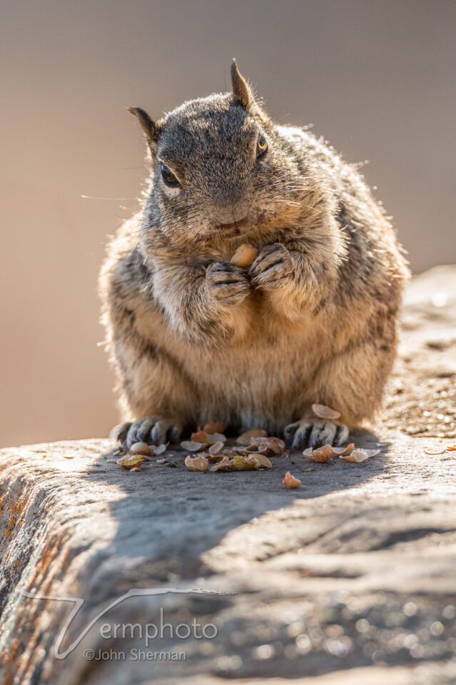 Rock Squirrel, Grand Canyon NP