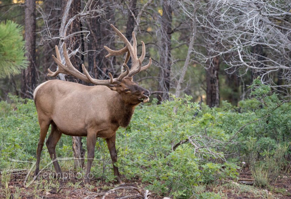 Bull Elk, Grand Canyon NP