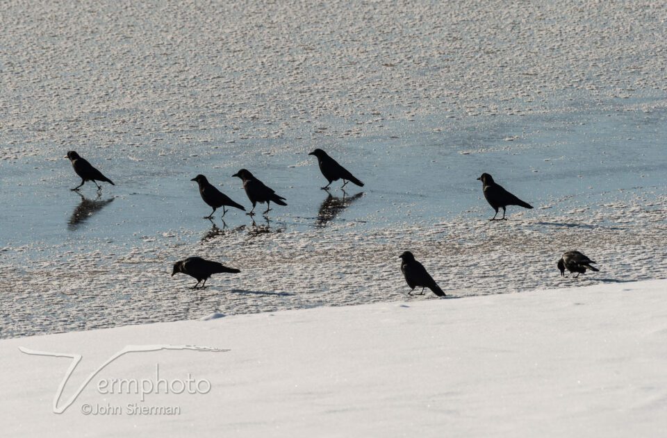 Verm-crows-on-ice-niki-2247