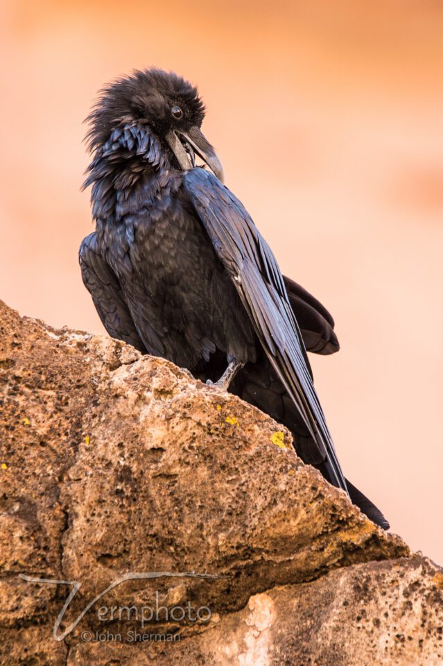 Verm-raven-tami-Grand-Canyon-6299