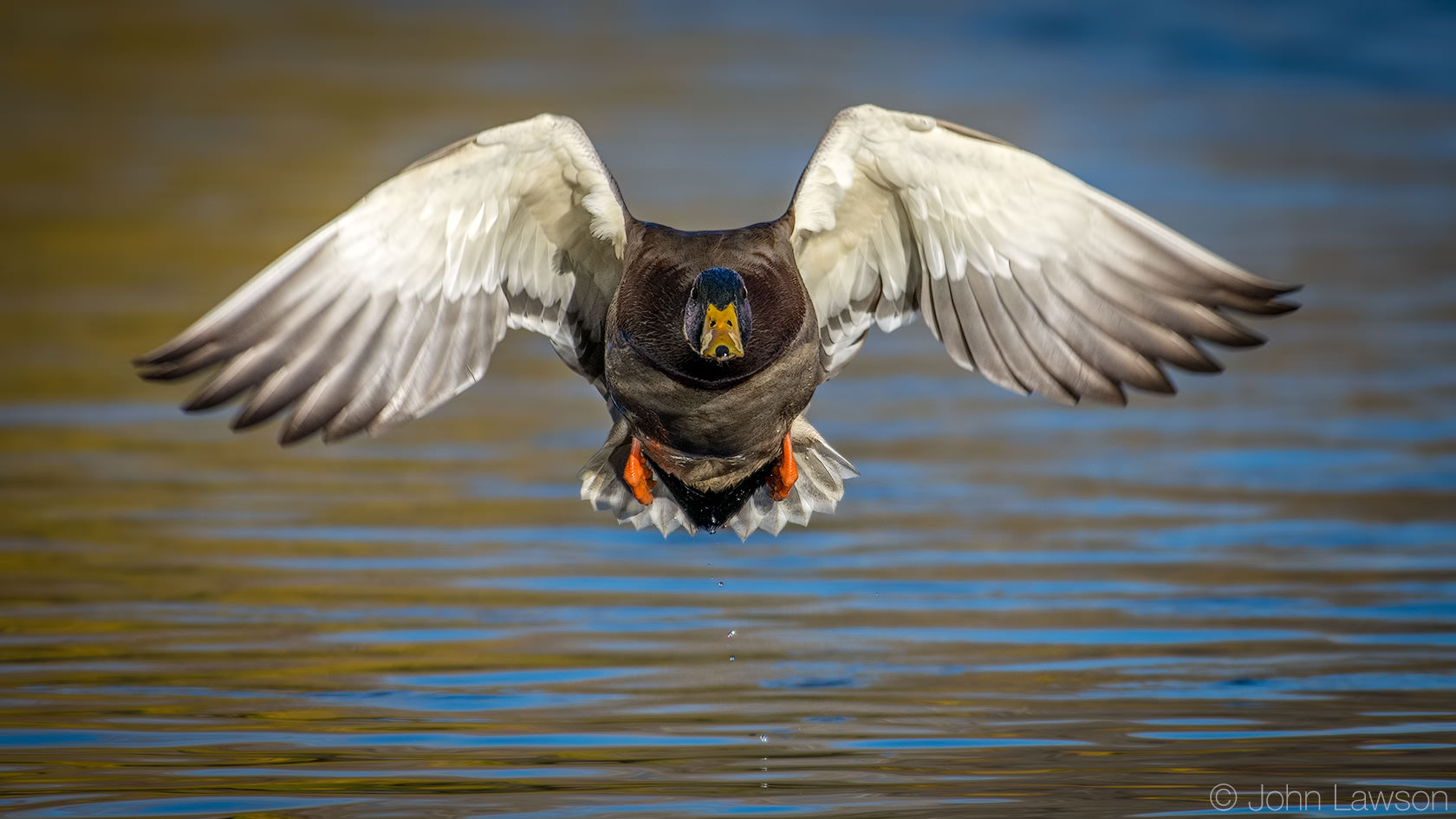 Slagter bryllup Udråbstegn Nikon 200-500mm f/5.6E VR Review