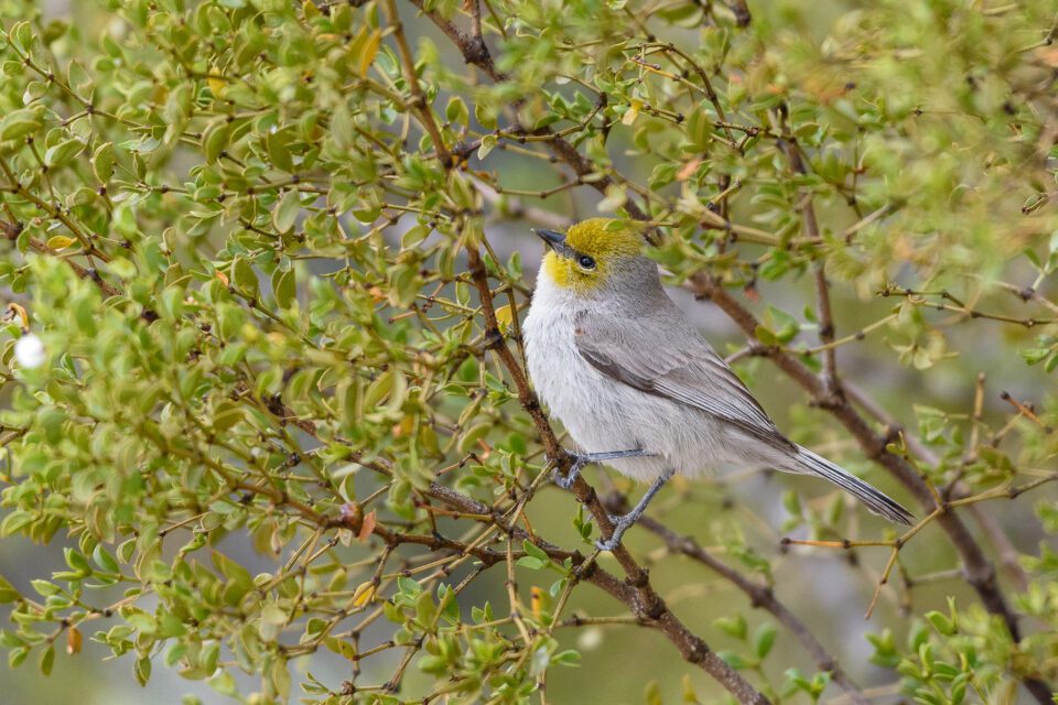 Nikon 200-500mm VR Image Sample (24)