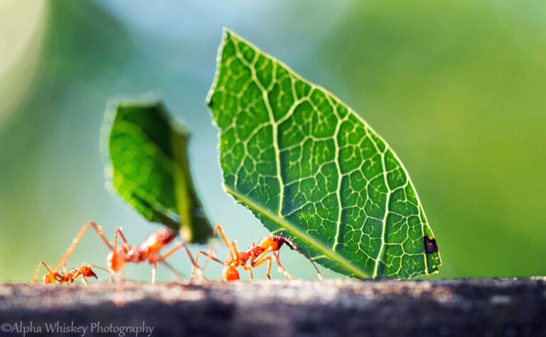 Photographing Wildlife In Costa Rica