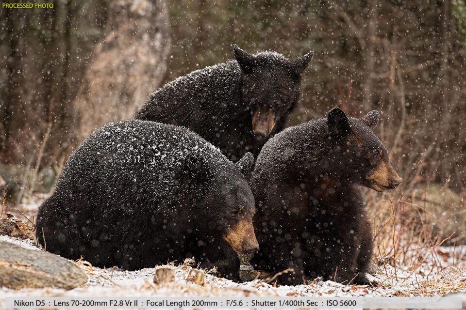 Black Bear with Her Two Cubs in a Snowstorm