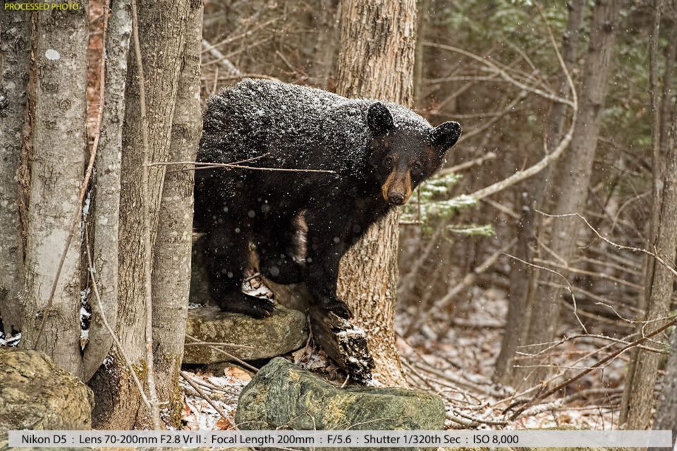 2nd Year Black Bear Cub in a Snowstorm