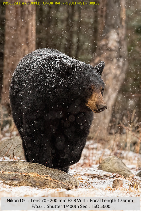 Female Black Bear Walking in a Snowstorm