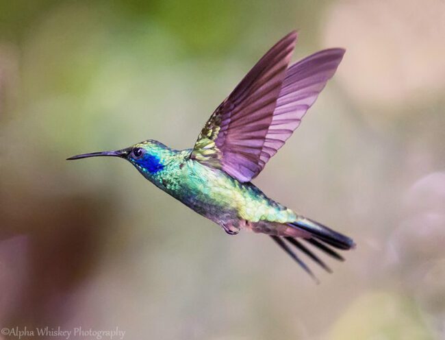 Photographing Wildlife In Costa Rica