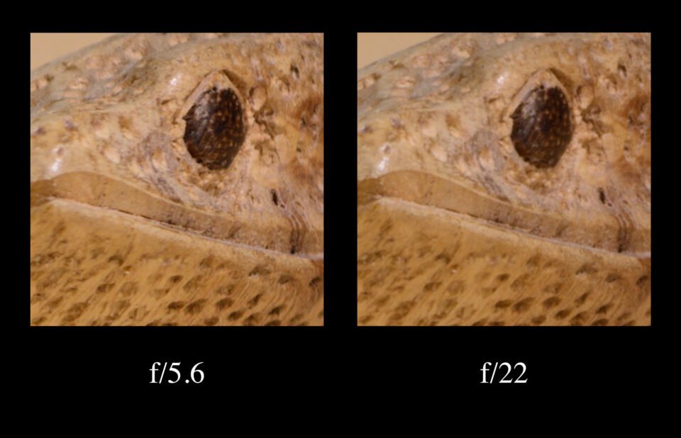 Diffraction du lézard coupé