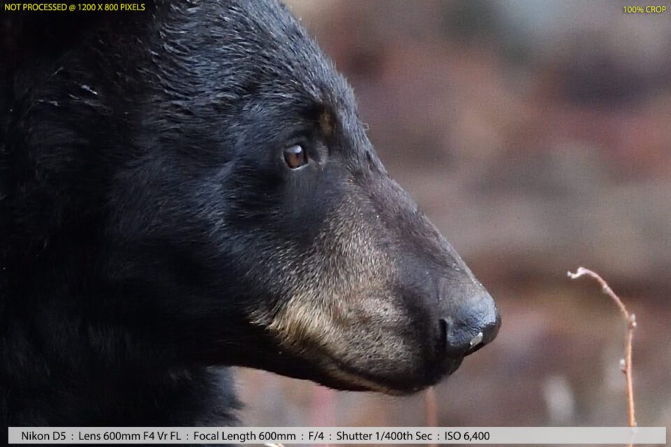 Black Bear in Woods Sample Photo