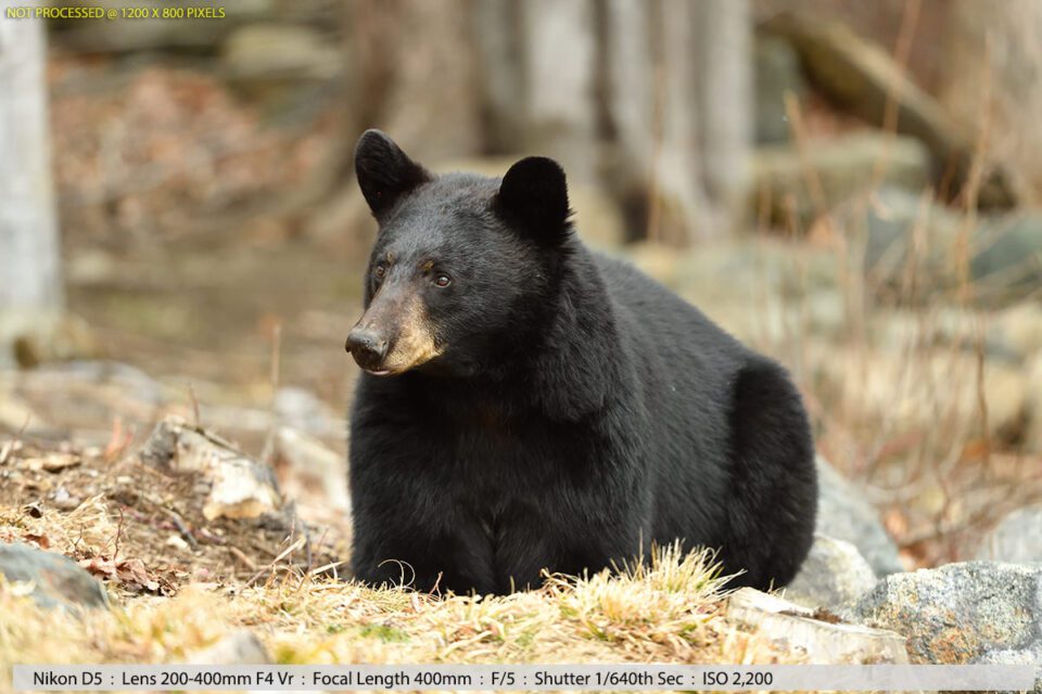 Black Bear in Woods Sample Photo