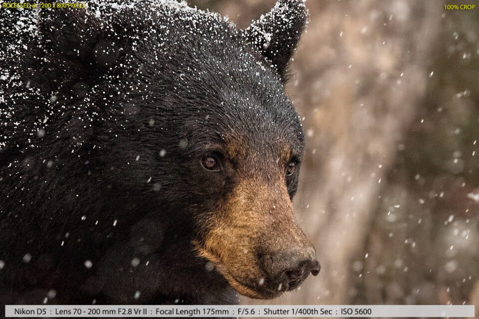 Black Bear with Her Two Cubs in a Snowstorm