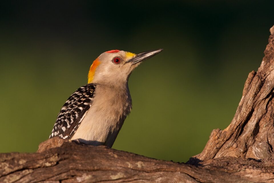 Golden-fronted Woodpecker 2