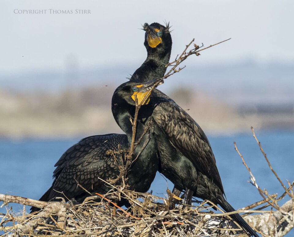 cormorants 1
