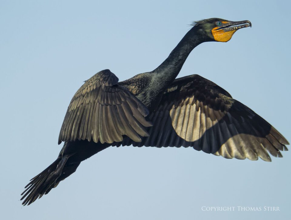 cormorants 2