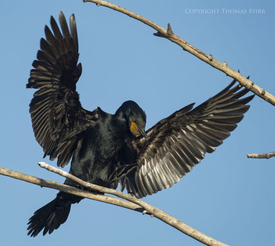 cormorants 7