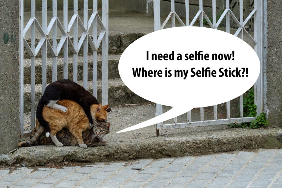 Cats Selfie Stick