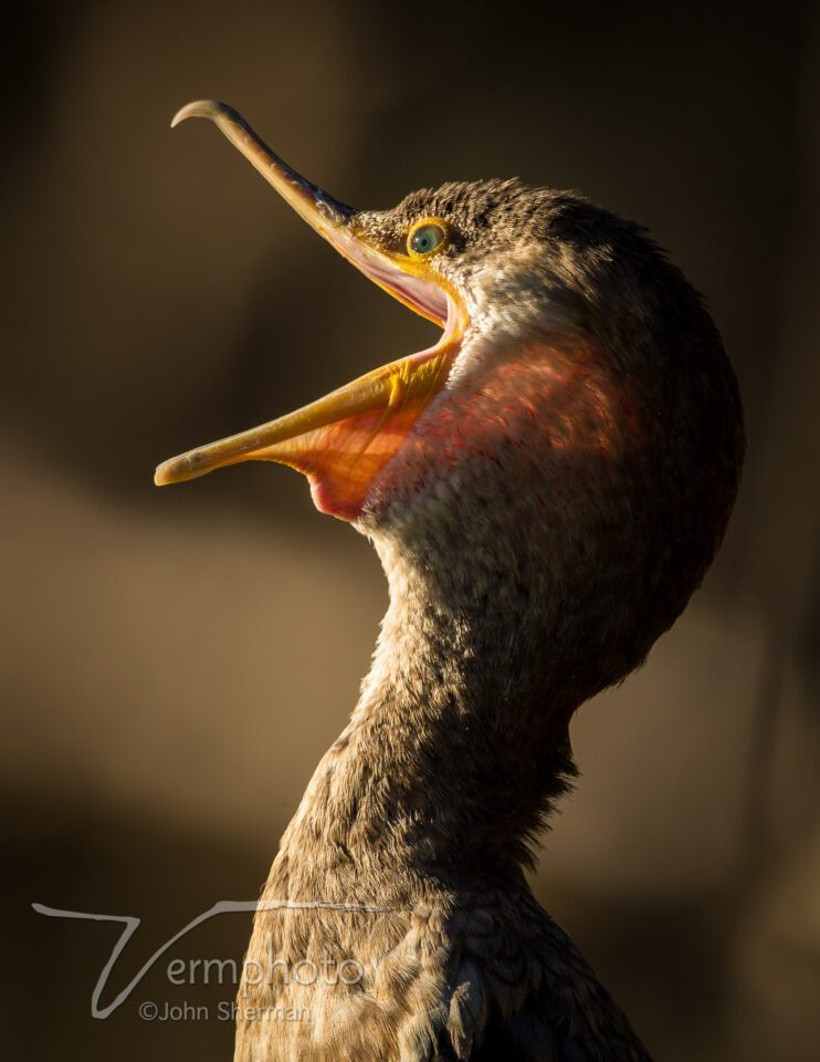 A Double-crested Cormorant yawns at Gilbert Water Ranch, AZ.