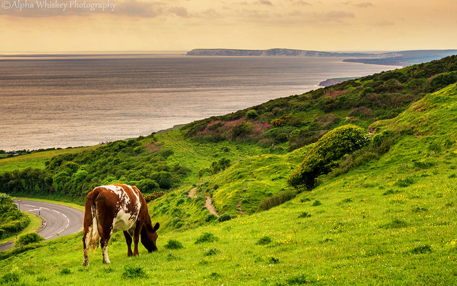 14 Cow Landscape