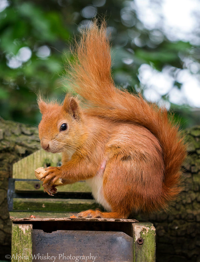 2 Red Squirrel