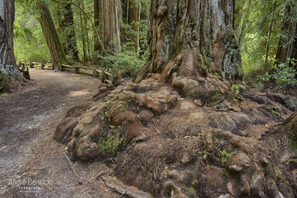 Big Basin Redwoods #1