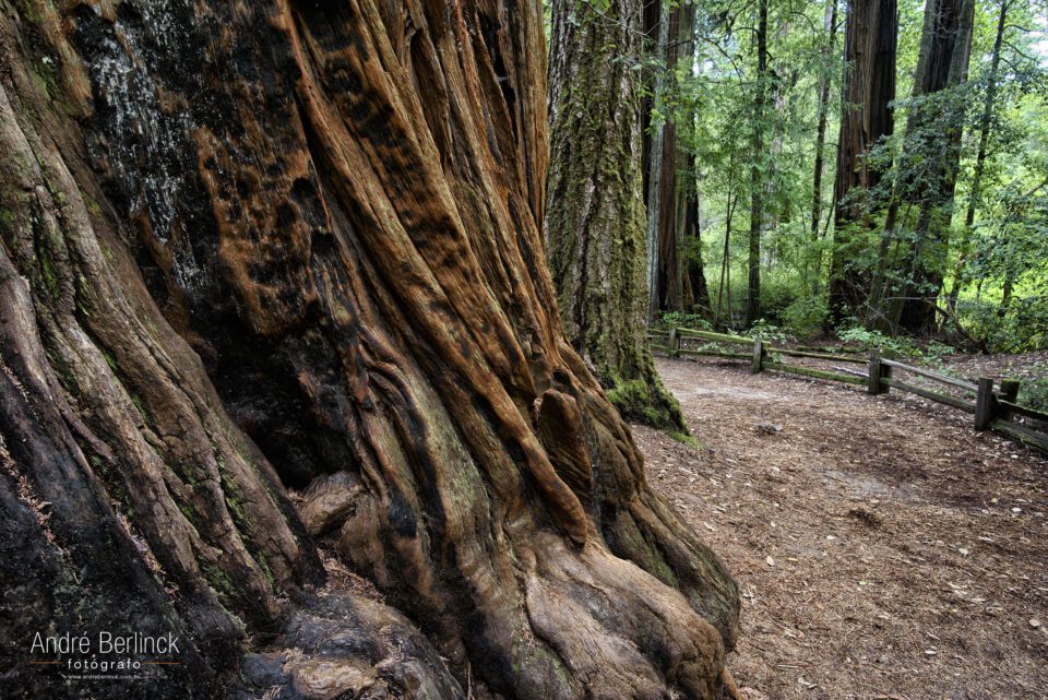 Big Basin Redwoods #3