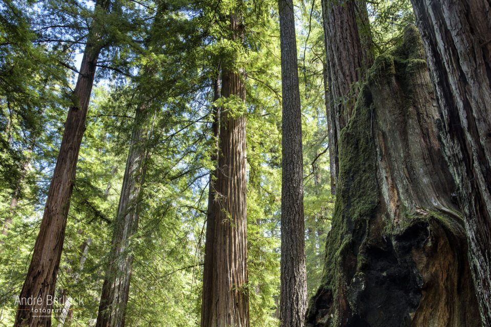 Big Basin Redwoods #4