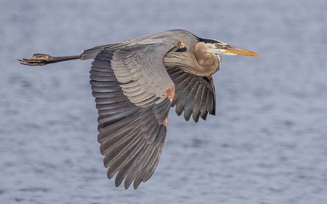 Photographing Birds in Flight