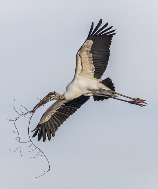 Photographing Birds in Flight