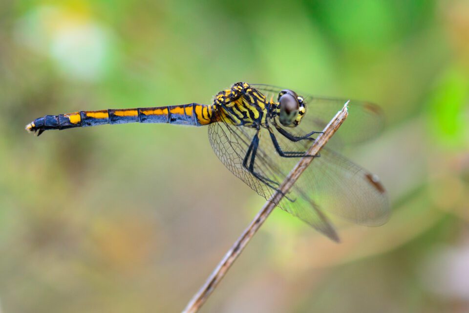 Dragonfly Without Simplicity