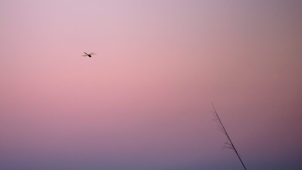 Dragonfly at a Pink Sunset