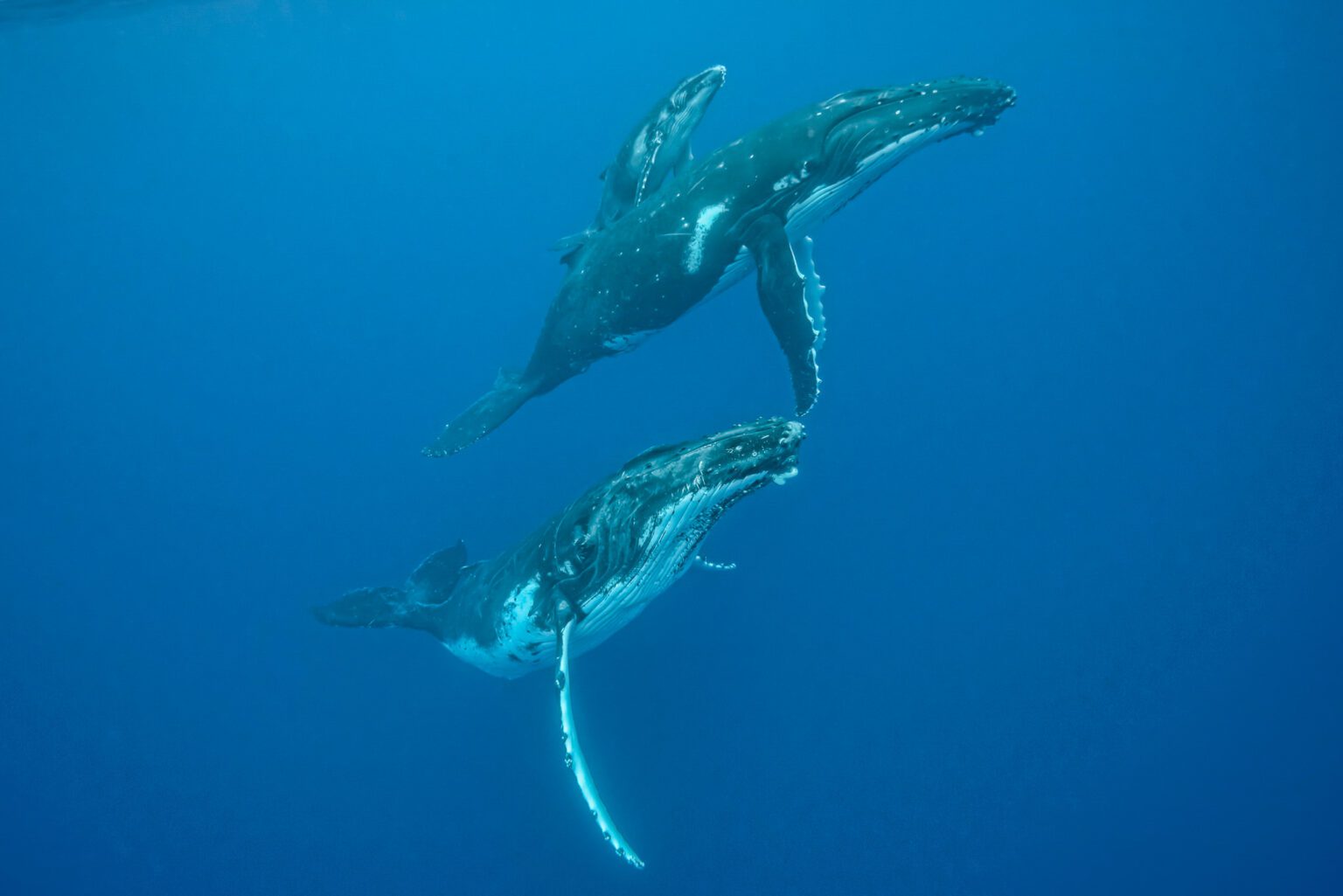 Photographing the Humpback Whales of Tonga