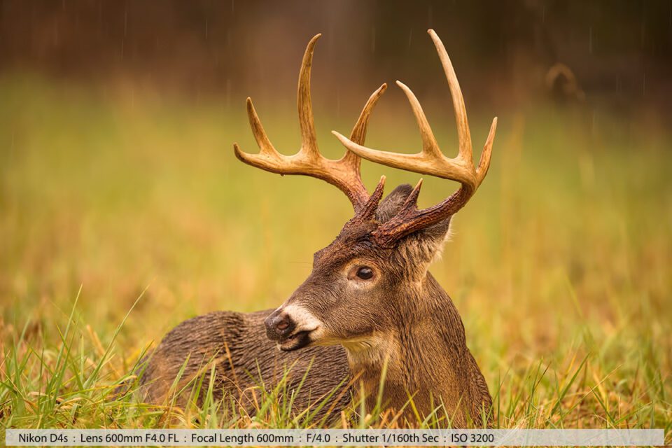 10pt Whitetail Deer Buck Bedded Down
